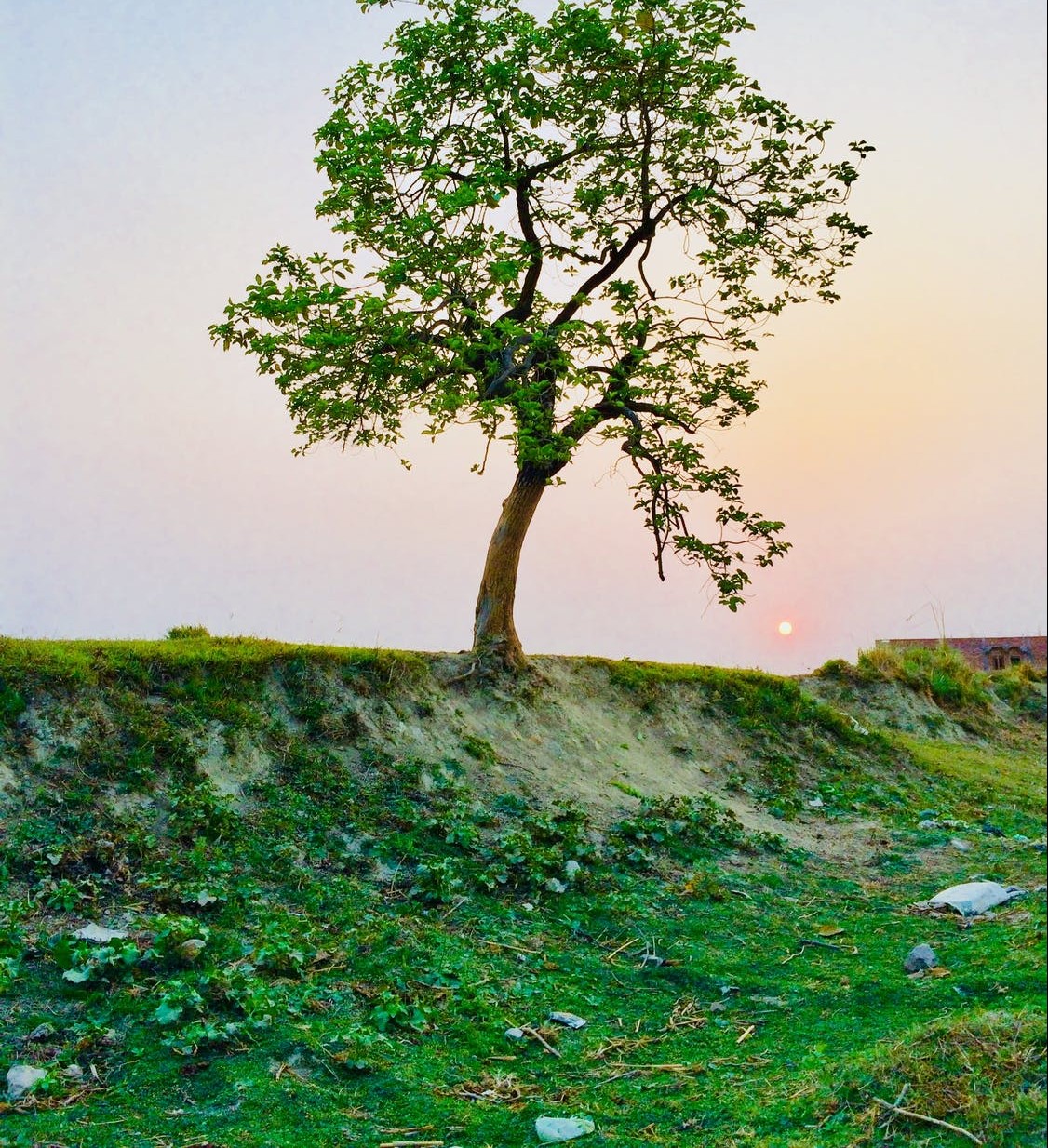 tree filler